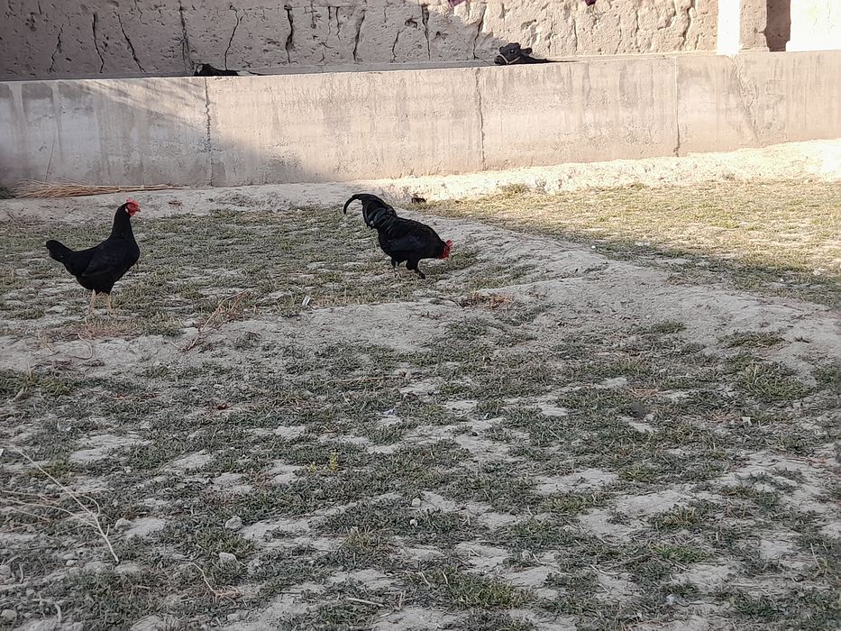 Tovuq xurozlar sotiladi