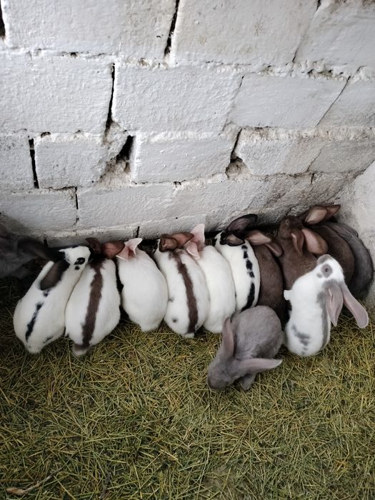 Vând iepuri frumosi