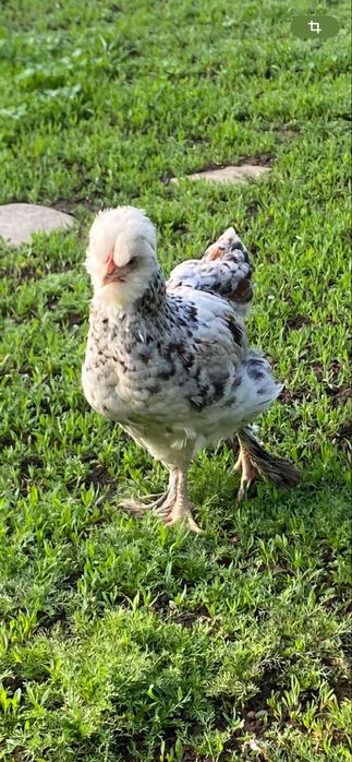 Vand oua pentru incubat Motate