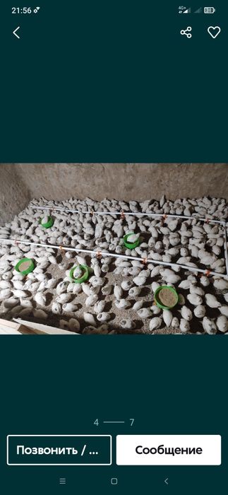 Bedana jojalari satiladi  4min srochni sotiladi