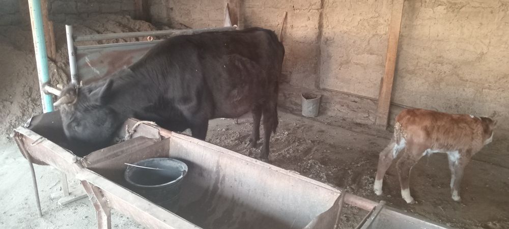 Мол сотилади спочна