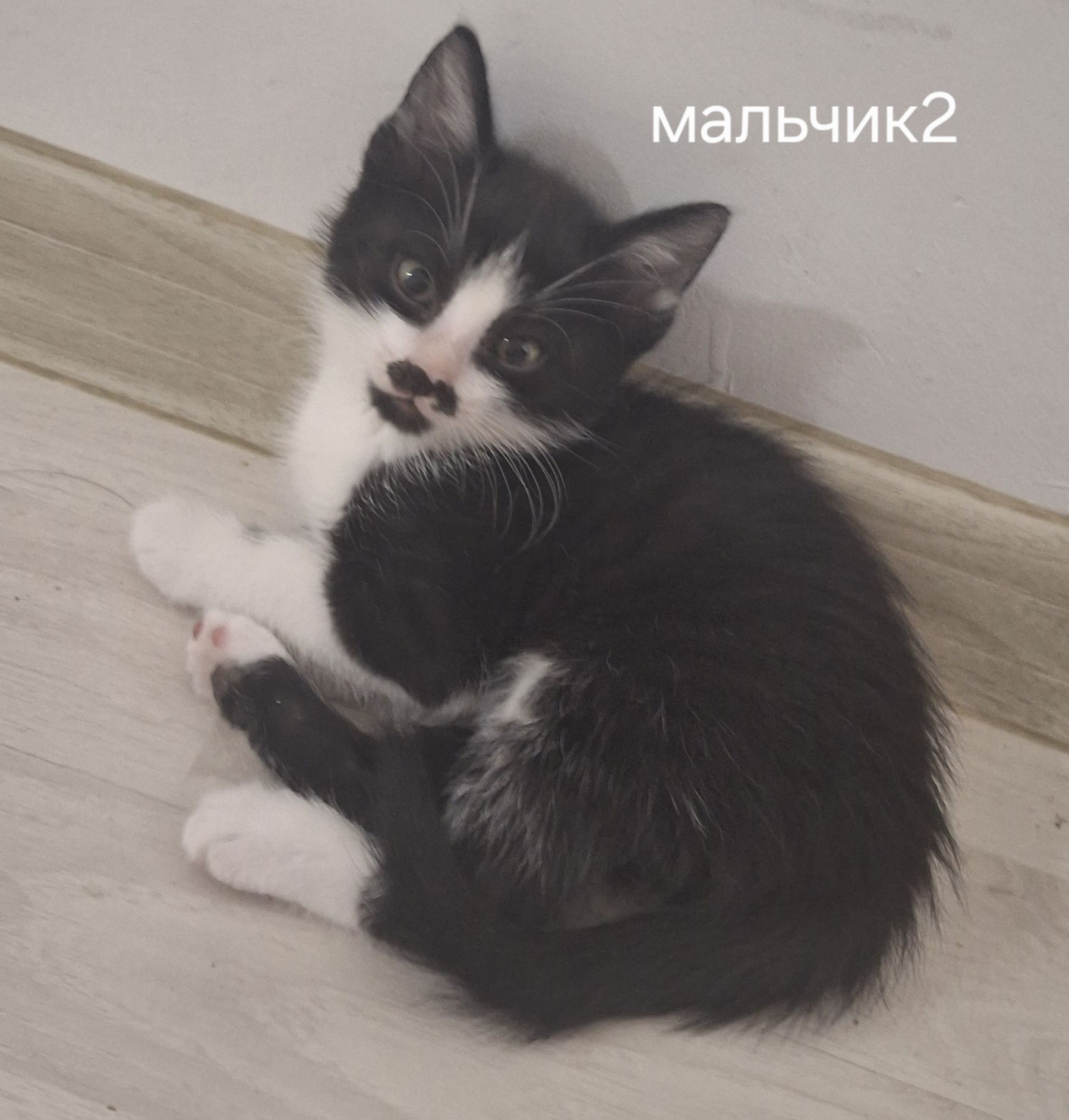 В добрые руки домашние котики мушук боллари берилади