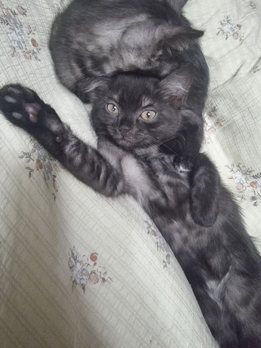 КОТЯТА. Отдам в добрые руки