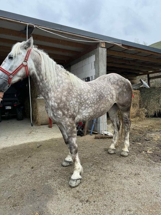 De vânzare o mânză de 3 ani bună de ham  mai multe detalii la telefon