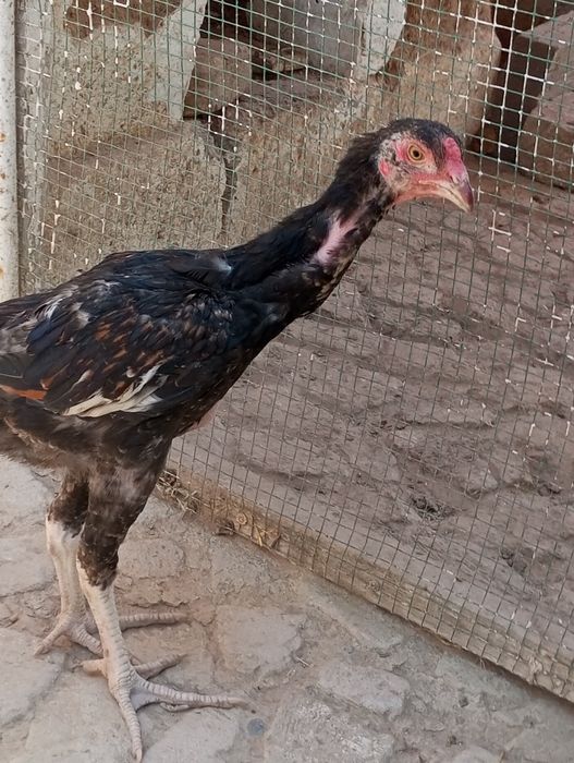 Kafolati bor kelishamiz