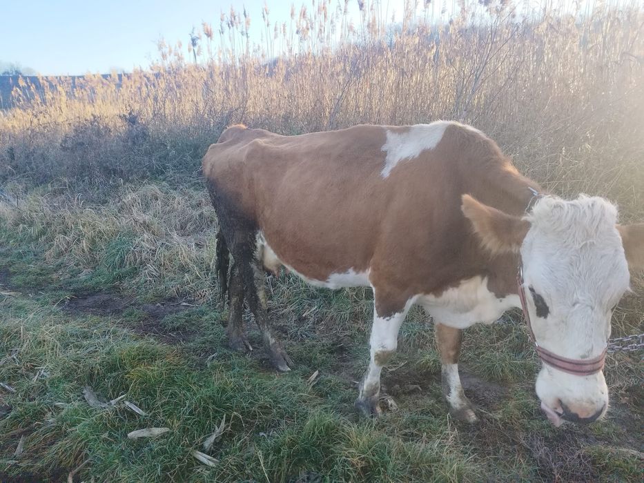 Vând vaca 7 spre 8 ani