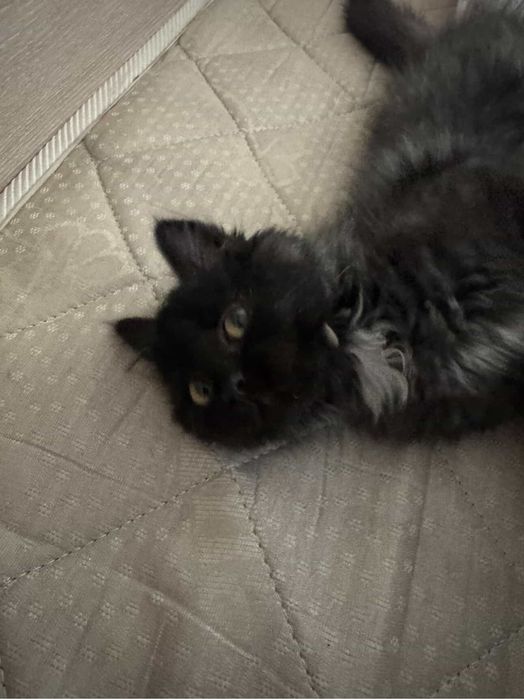 Кошки британсски длина шерстяной