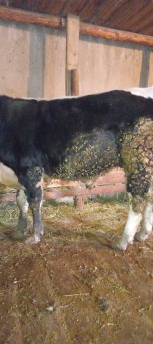 Продаётся бык 1 год