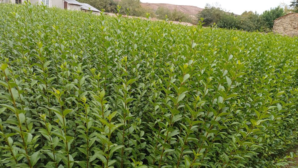 Лигуструм (ligustrum)