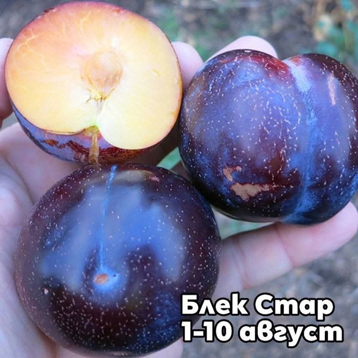 Овощни дръвчета сливи