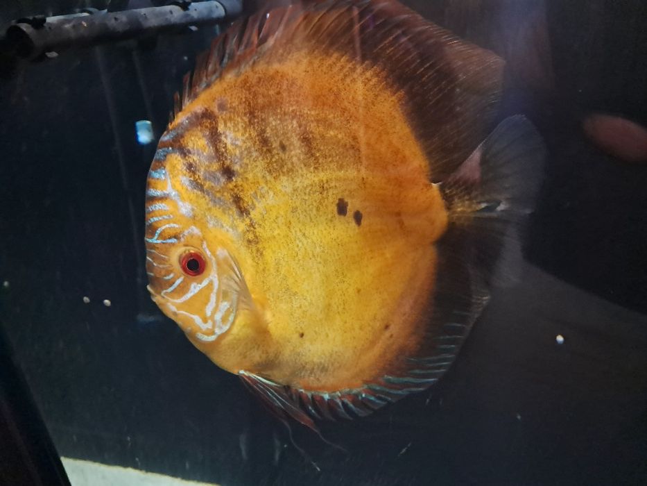 Discus de vanzare