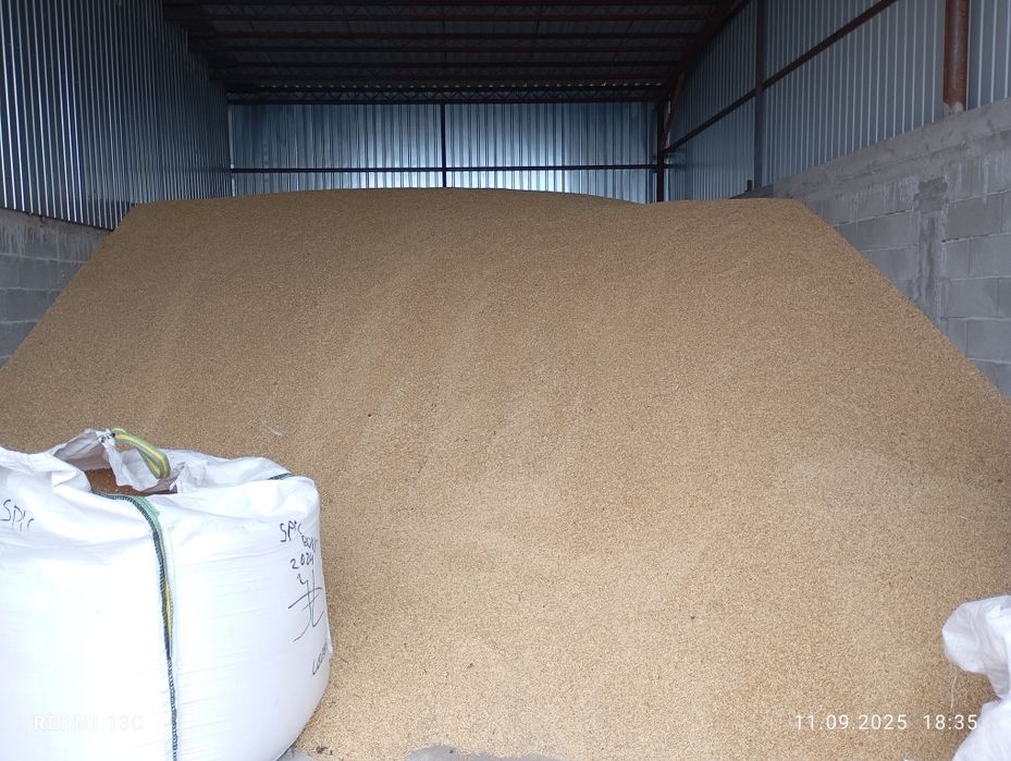 Orz producție 2025 de vanzare