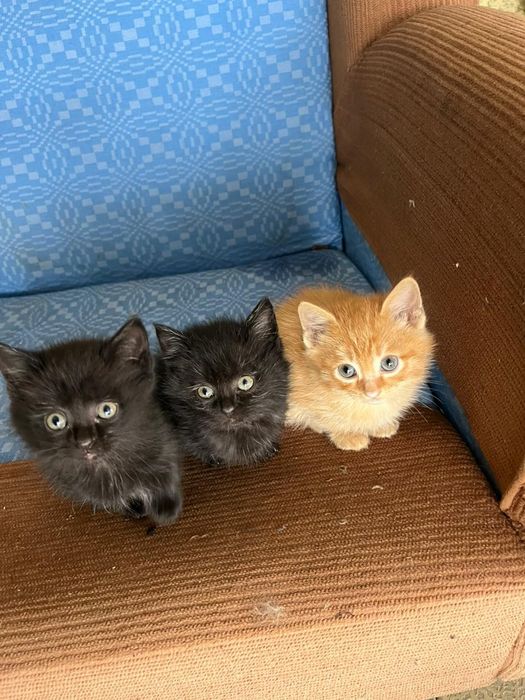 Отдам котят в добрые руки