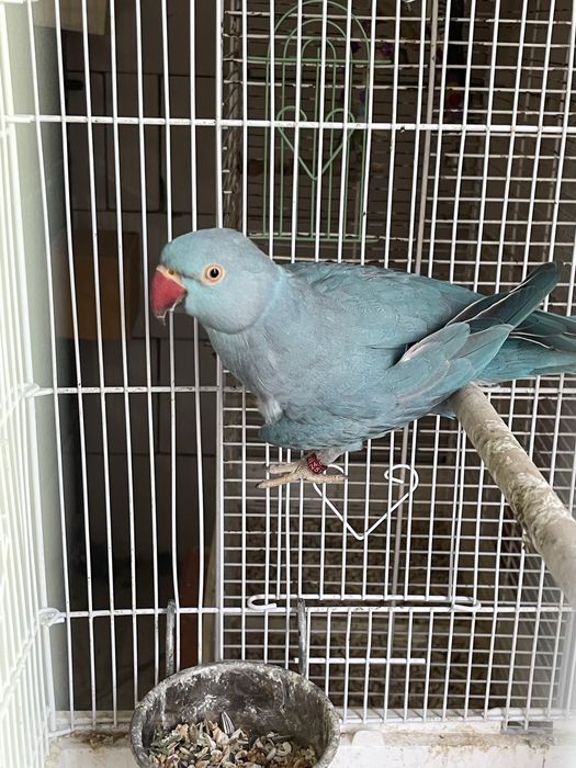 Papagal Micul Alexandru