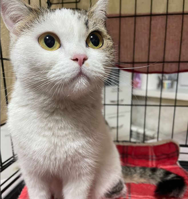 Найдена глазастая кошечка