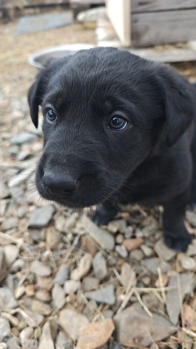 Отдам щенков бесплатно