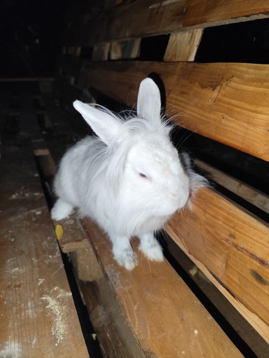 Iepuroaica cap de leu