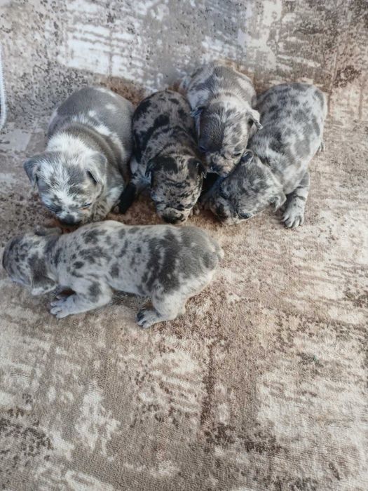 Френски булдог/ френски булдочета