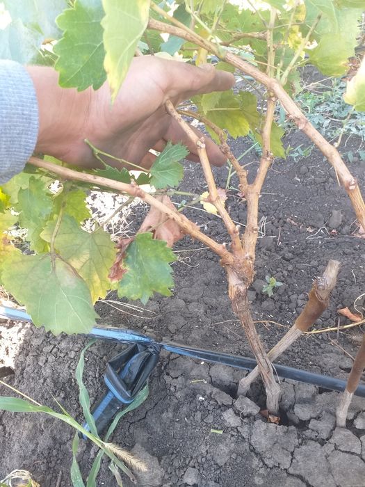 Butasi vita de vie anul 2 și anul  3