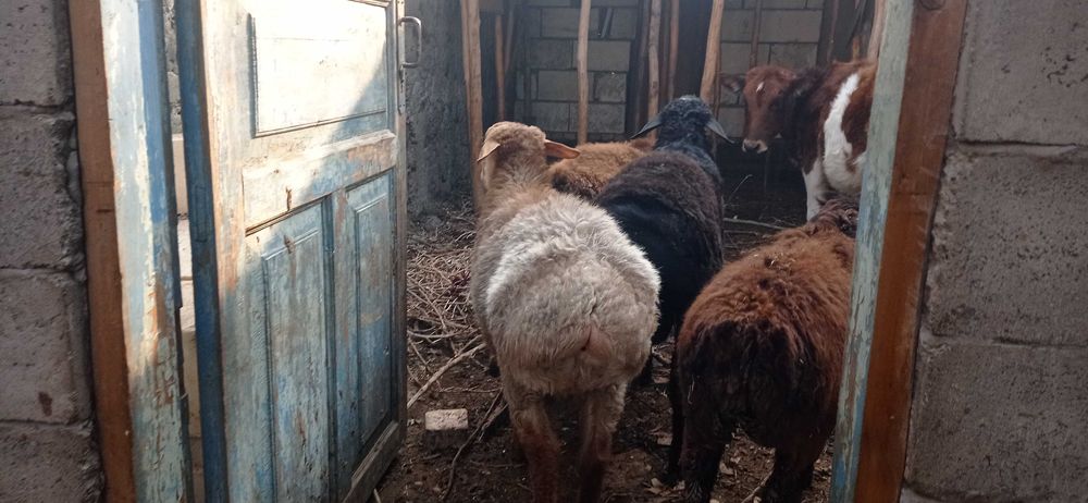 Кучкорлар сотилади зомин, киргиз, эдилбай, арашан