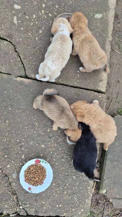 Căței spre adopție