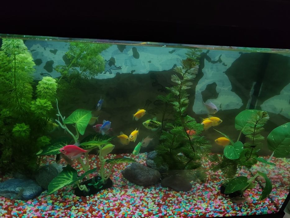 Acvariu complet cu pești ,plante și substrat