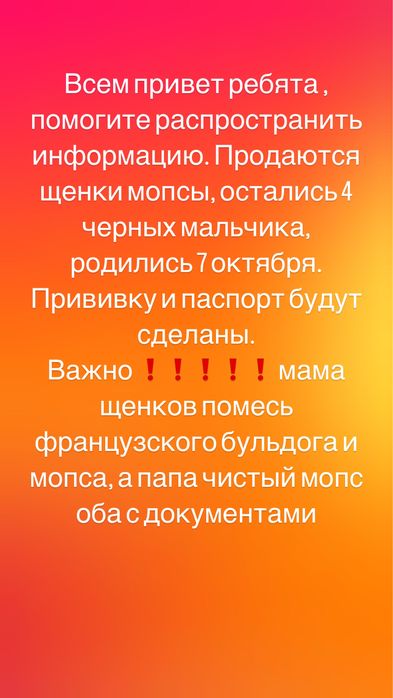 Продаются Щенки породы  мопс