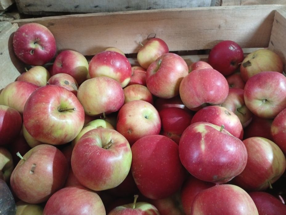 Vând mere diferite soiuri