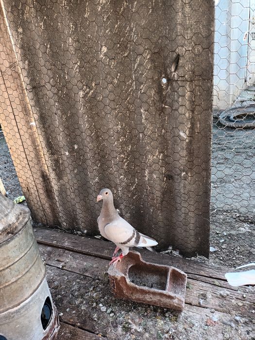 Vând porumbei sau schimb pe diverse păsări