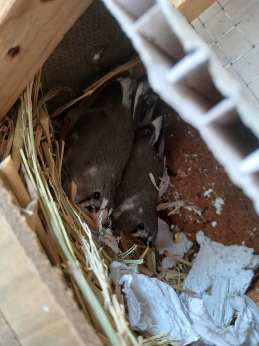 Smadinkalar sotiladi tayyor ishlab turgan paralar parasi 100 ming