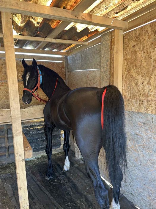 Vand iapa PSA gestanta cu KPW