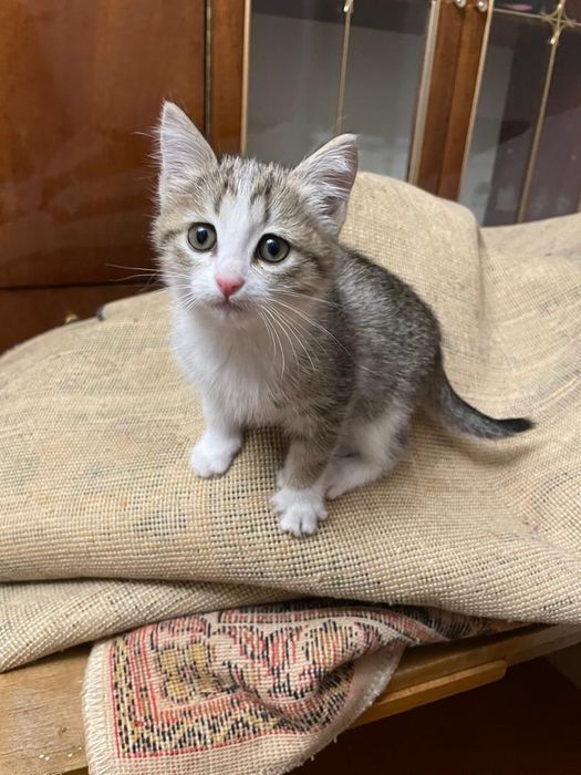 Кошечки в самые добрые и ласковые ручки