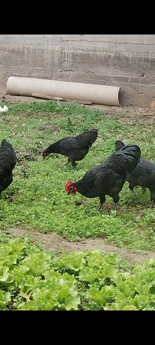 Astralop karlik xorozchalar