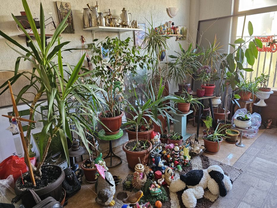 Lot flori naturale, sunt în jur de 20 buc