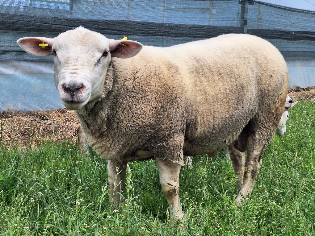 Oi texel de vanzare.