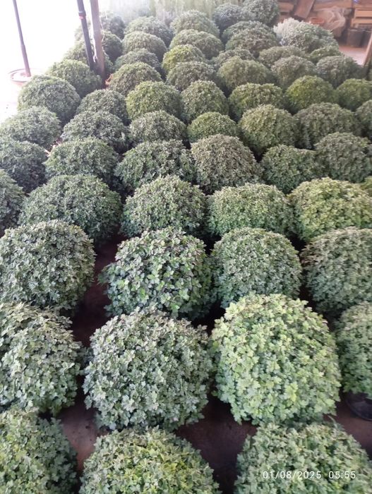Buketniy xirzantema, globus xirzantema goland karlikviy atirgullar bor