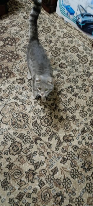 Мушук сотилади 1йош