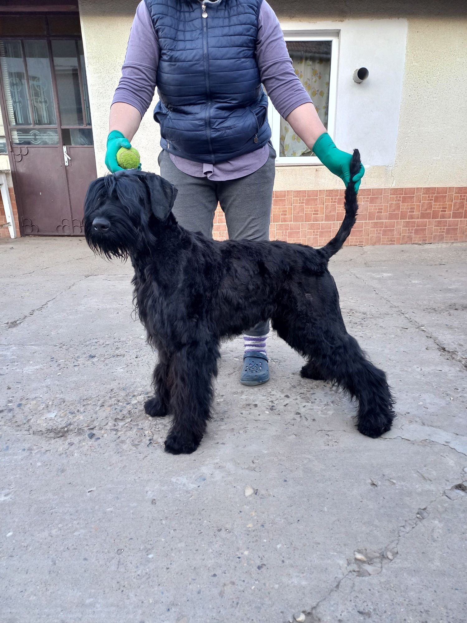 Schnauzer uriaș cu pedigree