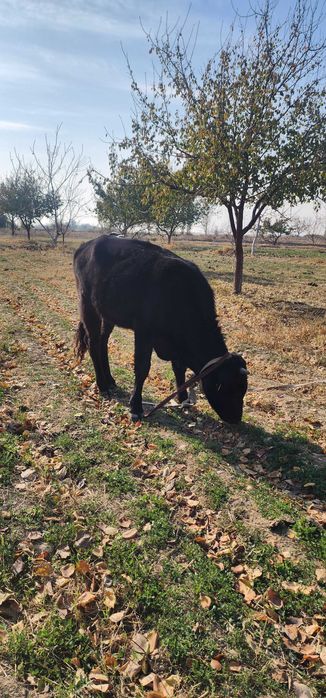 Новвос ва хунажин