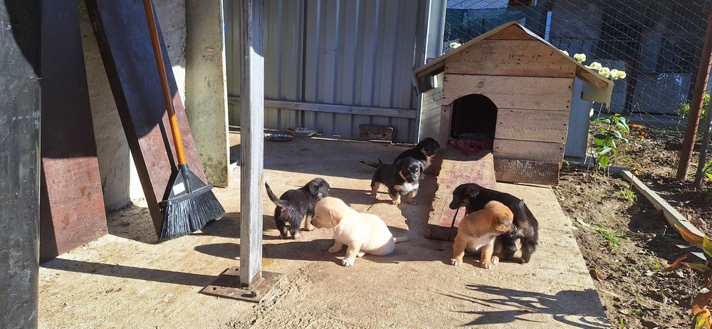 Ofer spre adoptie cateluse de talie mica