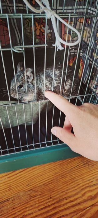 Клетка с дегу заедно!!