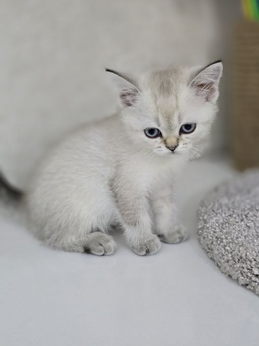 Котик и кошечка голубоглазые британцы