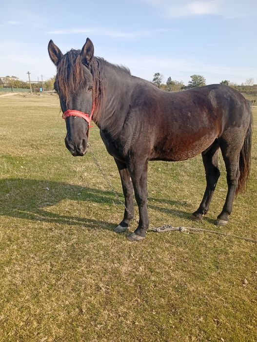 Cal  de vanzare  pret negociabil