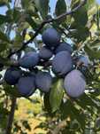 Prune de vanzare - 2 lei