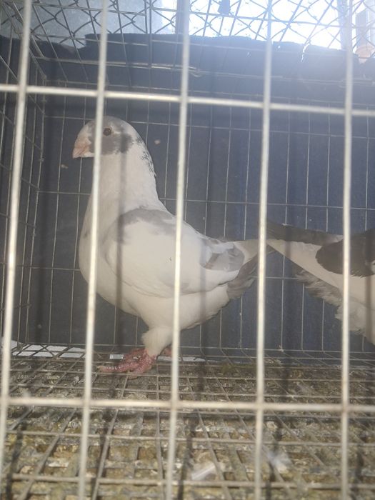 AGH,liberi se dau și la schimb