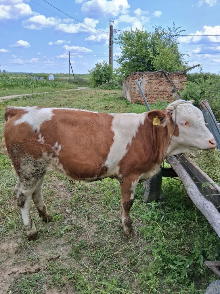 Juninca baltata românească