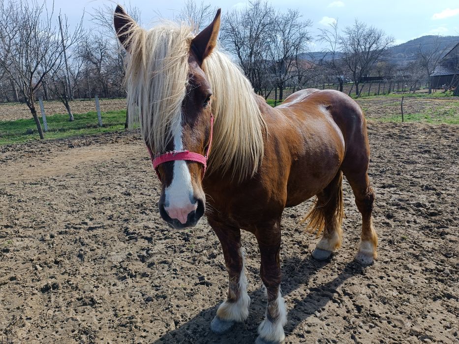 Armăsar pentru monta