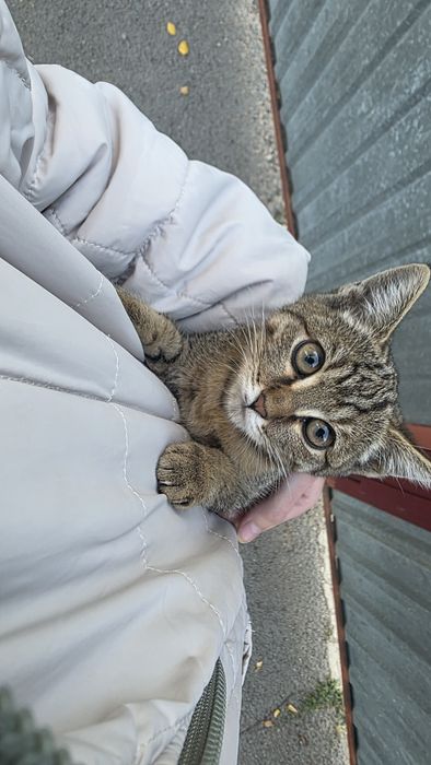 Котенок приученный к лотку