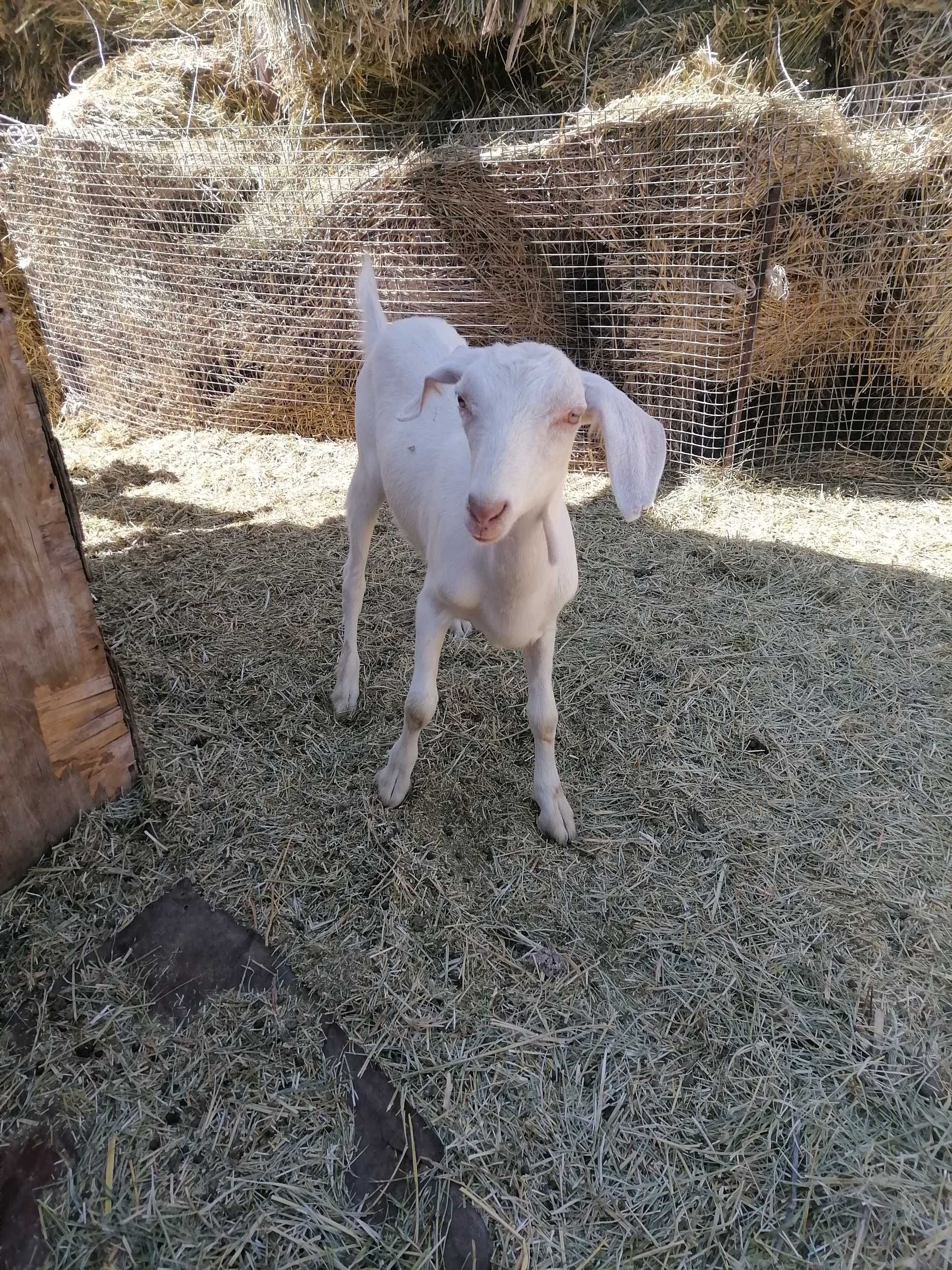 Продам козозочек