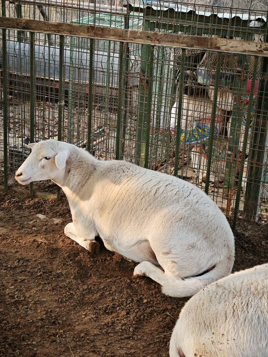 Деплер зотлик урғочи қўй Соатилади уй шароит боқилган зотдор боғоз